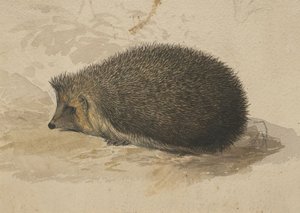 A Hedgehog by Edward Lear